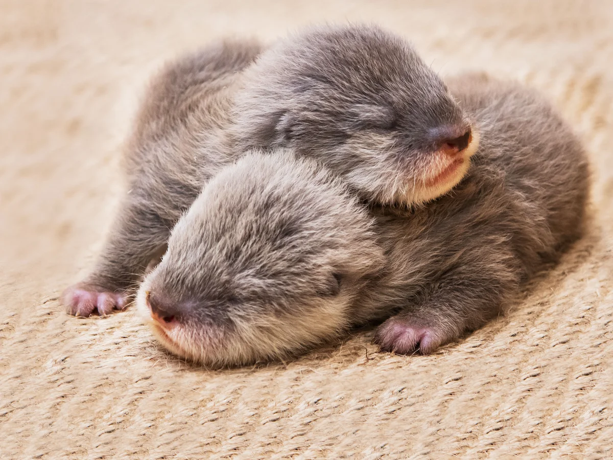 Infant Animals