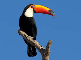 Toucans