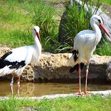 Storks