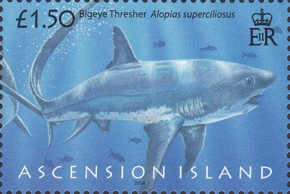 Bigeye Thresher (Alopias superciliosus)