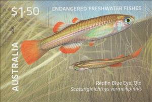Stamp, Redfin Blue Eye (Scaturiginichthys vermeilipinnis), Australia,  , Animals (Fauna), Fishes