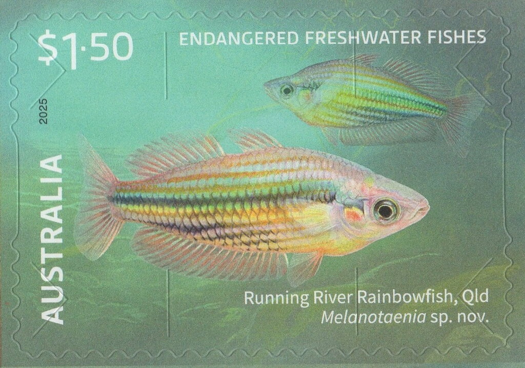 Running River Rainbowfish (Melanotaenia sp. nov.)