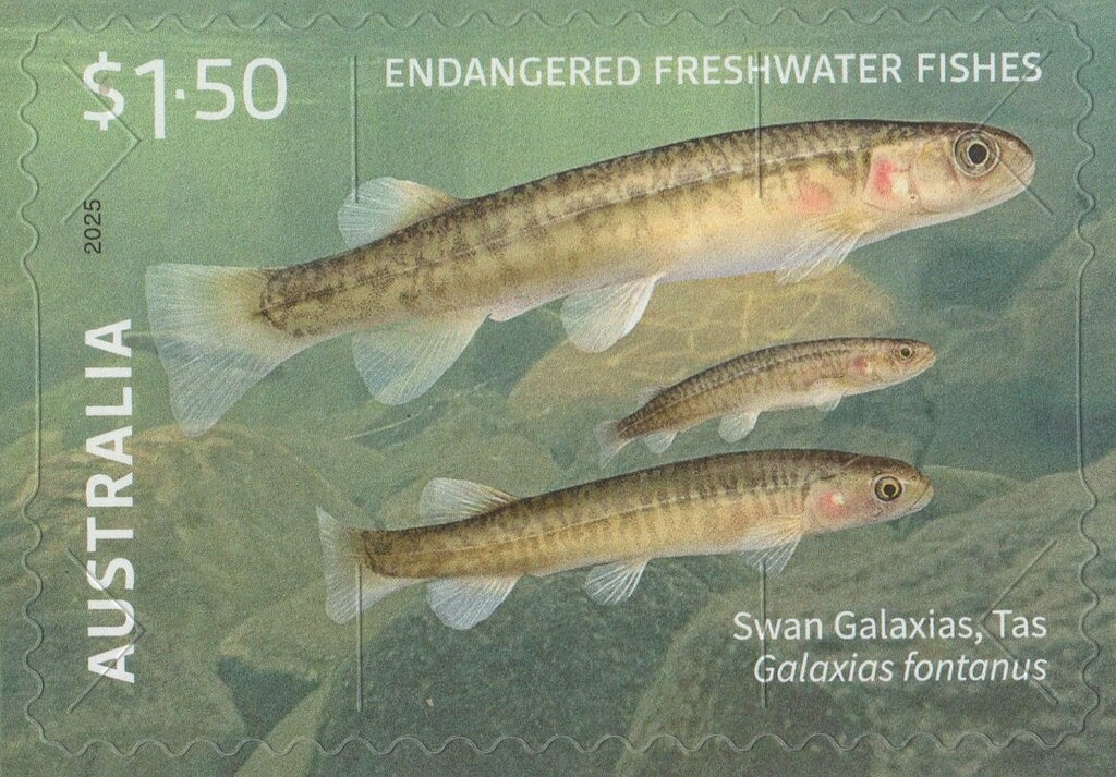 Swan Galaxias (Galaxias fontanus)