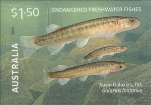 Stamp, Swan Galaxias (Galaxias fontanus), Australia,  , Animals (Fauna), Fishes