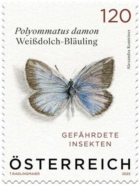 Damon Blue Butterfly (Polyommatus damon)