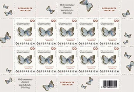 Damon Blue Butterfly (Polyommatus damon)
