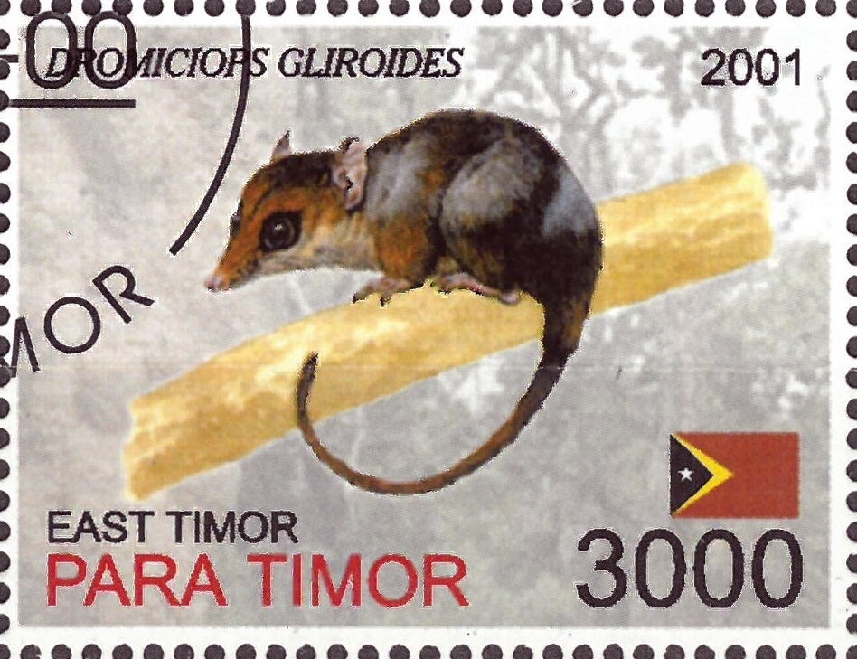 Colocolo Opossum (Dromiciops gliroides)