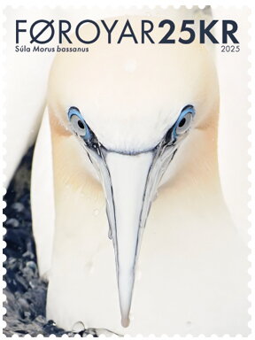 Northern Gannet (Morus bassanus)