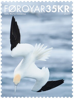 Northern Gannet (Morus bassanus)