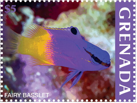 Fairy Basslet