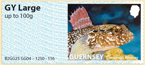 Stamp, Common Blenny (Lipophrys pholis), Guernsey,  , Fishes