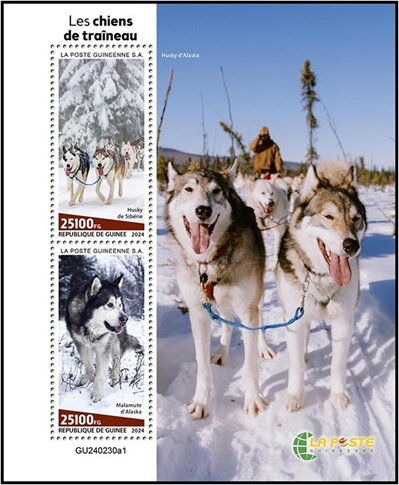 Siberian Husky and Alaskan Malamute
