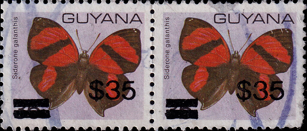 Scarlet Leafwing (Siderone galanthis)
