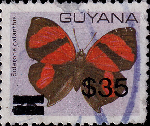 Scarlet Leafwing (Siderone galanthis)