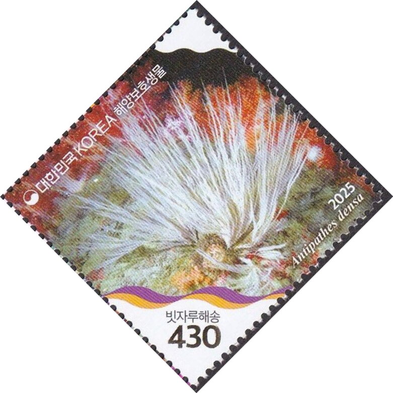 Antipathes densa
