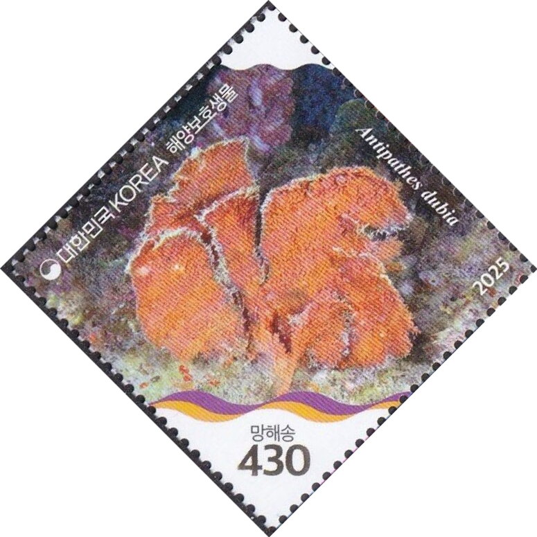 Antipathes dubia