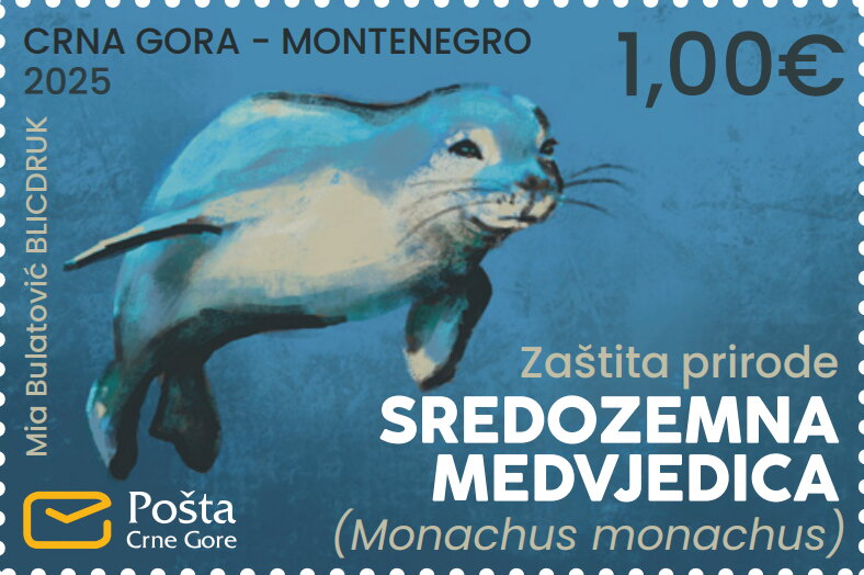 Mediterranean Monk Seal (Monachus monachus)