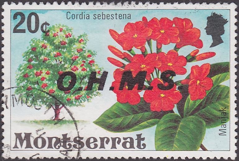 Manjak (Cordia sebestena) - Overprinted