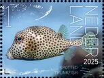 Experience Nature : Sea Life of Saint Eustatius