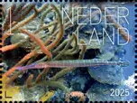 Experience Nature : Sea Life of Saint Eustatius