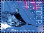 Experience Nature : Sea Life of Saint Eustatius