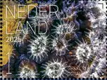 Experience Nature : Sea Life of Saint Eustatius