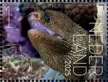 Experience Nature : Sea Life of Saint Eustatius