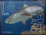 Experience Nature : Sea Life of Saint Eustatius