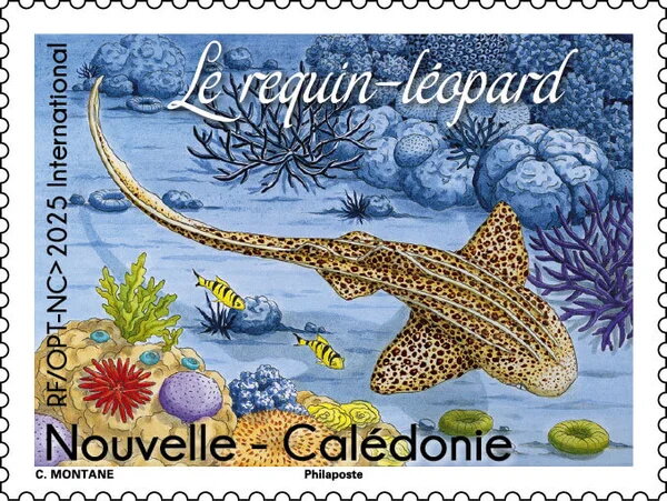 Leopard Shark (Triakis semifasciata)