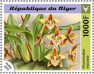 Rhynchostele maculata
