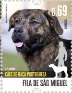 São Miguel Cattle Dog
