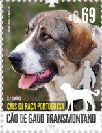Transmontano Mastiff