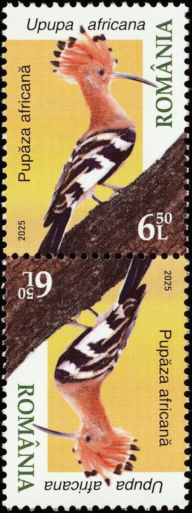 African Hoopoe (Upupa africana)