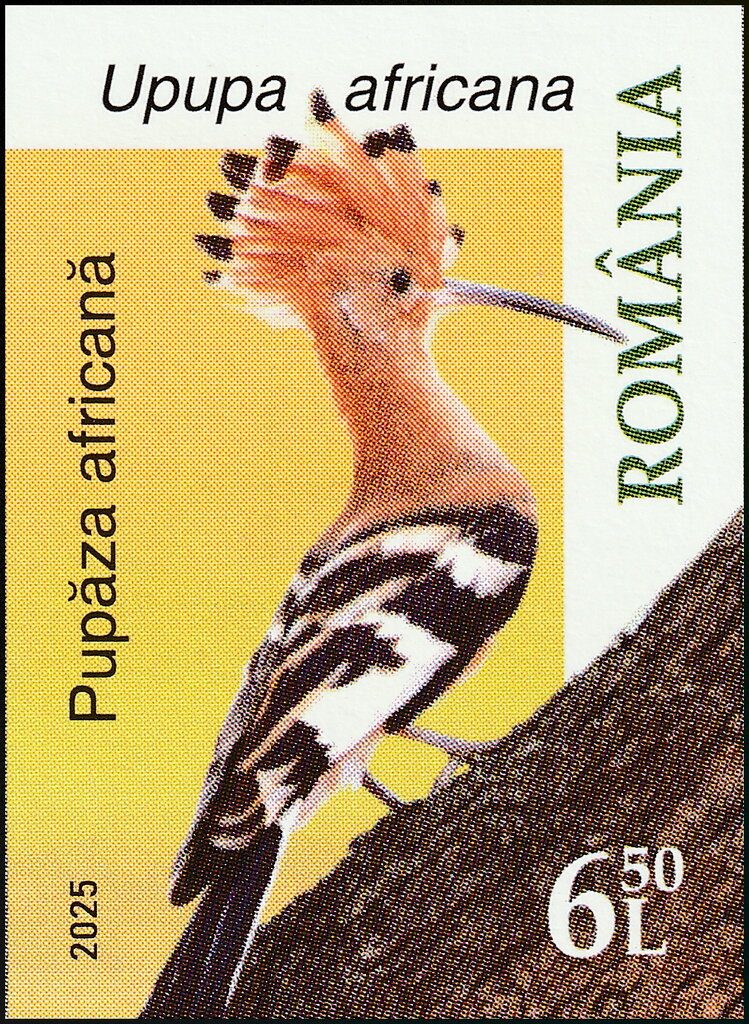 African Hoopoe (Upupa africana)