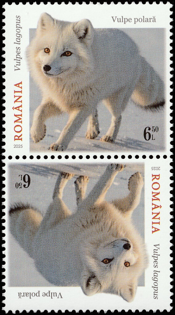 Arctic Fox (Vulpes lagopus)
