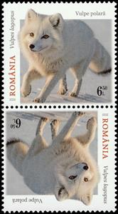 Tete-Beche, Arctic Fox (Vulpes lagopus), Romania,  , Animals (Fauna), Foxes, Mammals