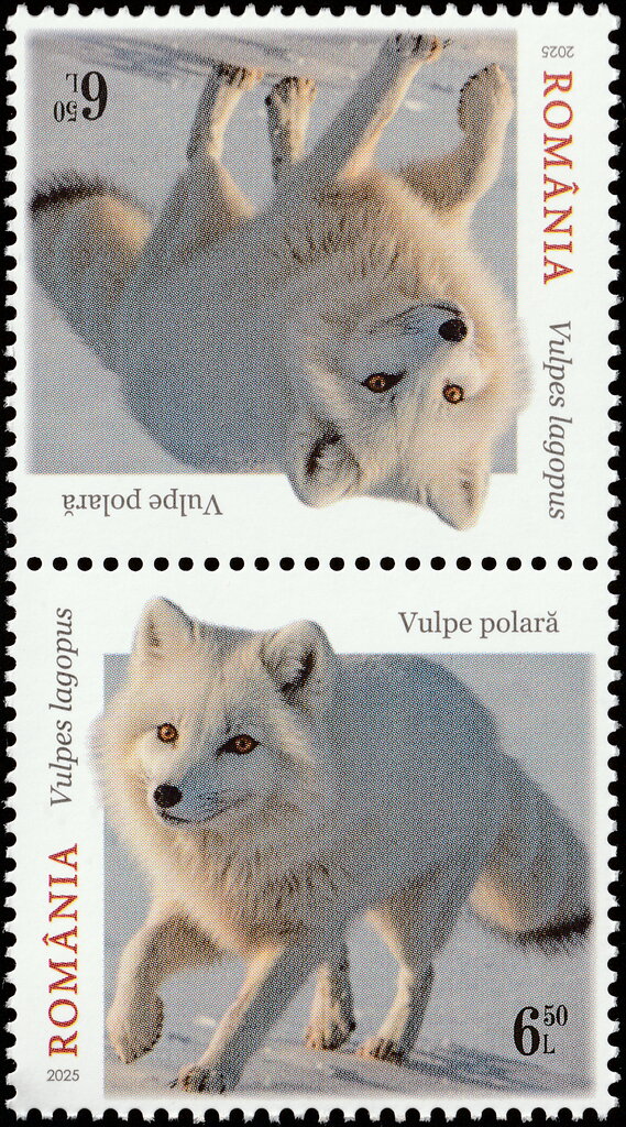 Arctic Fox (Vulpes lagopus)