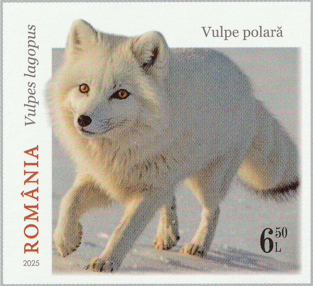 Arctic Fox (Vulpes lagopus)