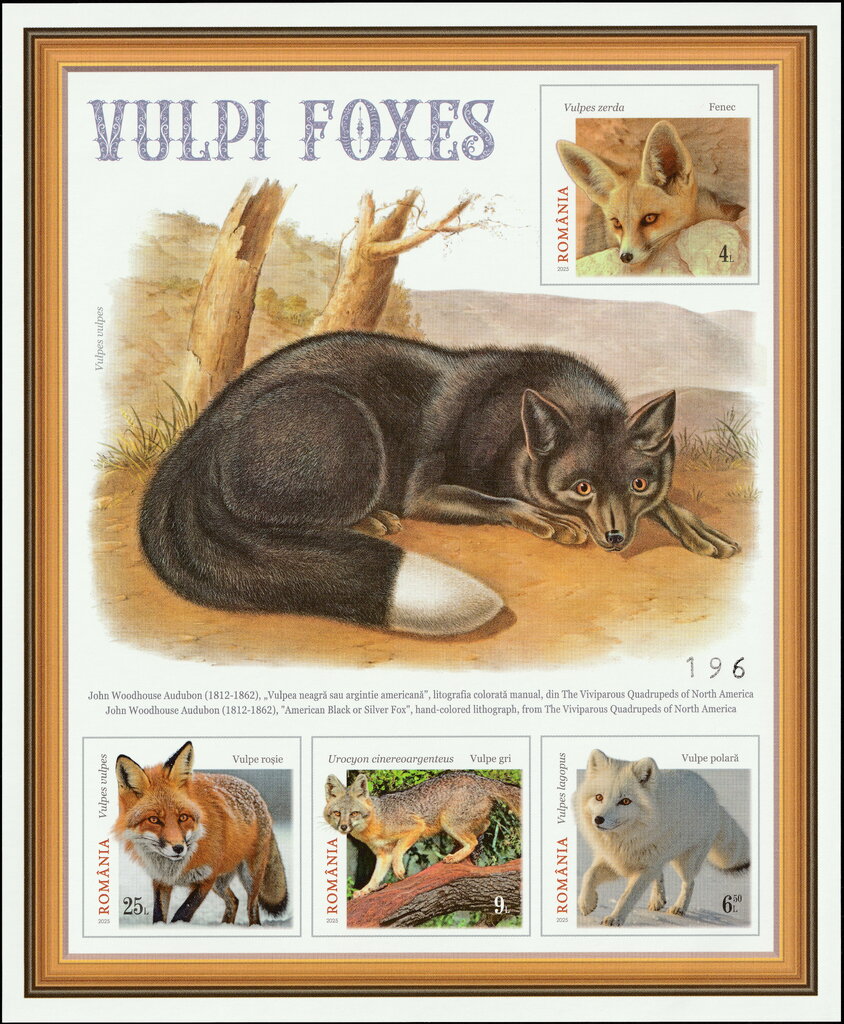 Black or Silver Fox, Lithograph by John Woodhouse Audubon