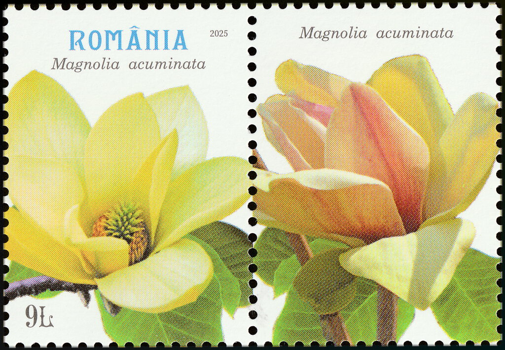 Cucumber Tree (Magnolia acuminata)