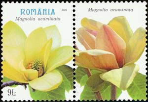 Stamp with Attached Label, Cucumber Tree (Magnolia acuminata), Romania,  , Flowers, Plants (Flora)