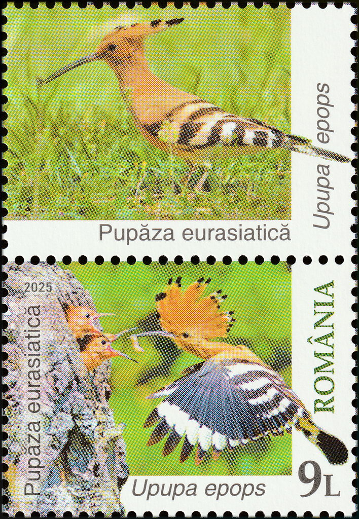 Eurasian Hoopoe (Upupa epops)