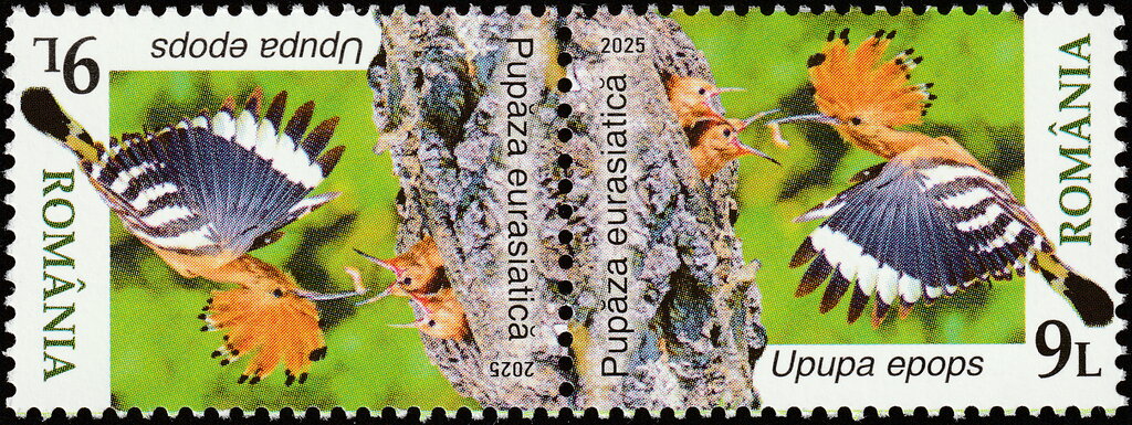 Eurasian Hoopoe (Upupa epops)
