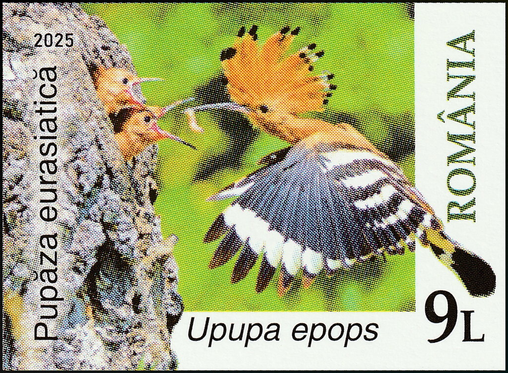 Eurasian Hoopoe (Upupa epops)