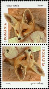 Tete-Beche, Fennec Fox (Vulpes zerda), Romania,  , Animals (Fauna), Foxes, Mammals