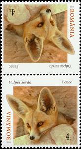 Tete-Beche, Fennec Fox (Vulpes zerda), Romania,  , Animals (Fauna), Foxes, Mammals