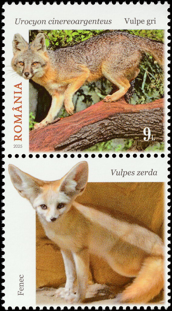 Gray Fox (Urocyon cinereoargenteus)