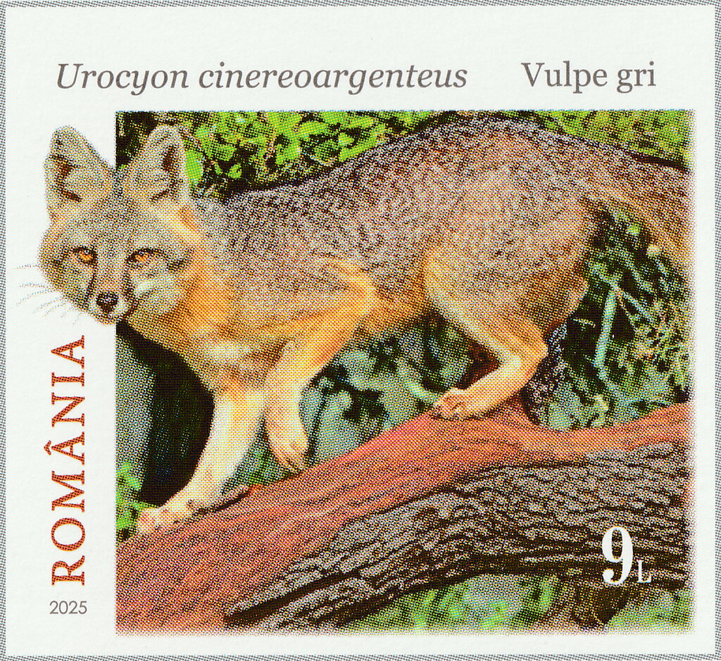 Gray Fox (Urocyon cinereoargenteus)