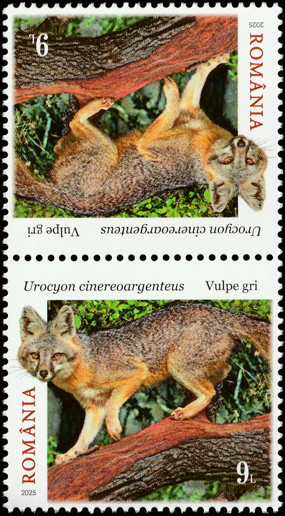 Gray Fox (Urocyon cinereoargenteus)