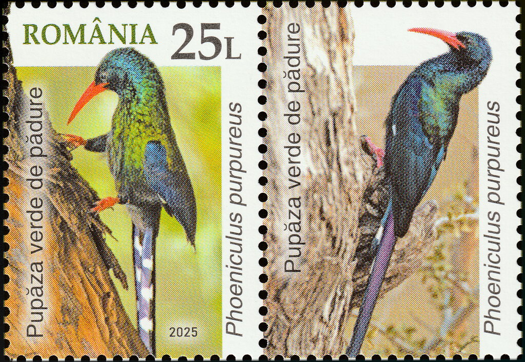 Green Wood Hoopoe (Phoeniculus purpureus)